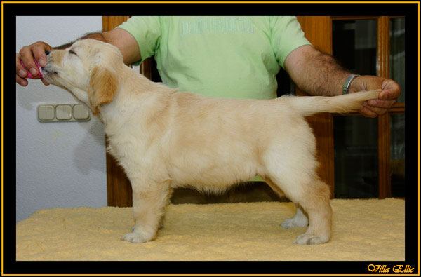 comprar golden retriever villa ellie